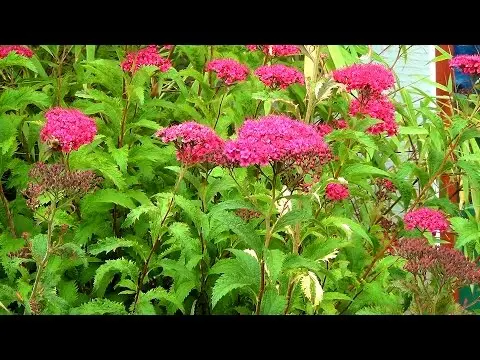 Spirea Bumalda: photo and characteristics