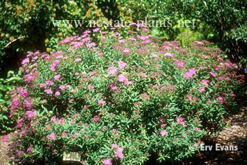 Spirea Bumalda: photo and characteristics