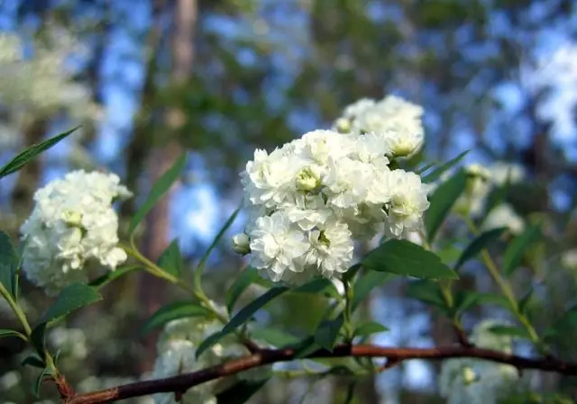 Spirea Cantonese Lanciata: photo and characteristics