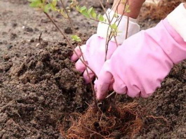 Spirea Cantonese Lanciata: photo and characteristics