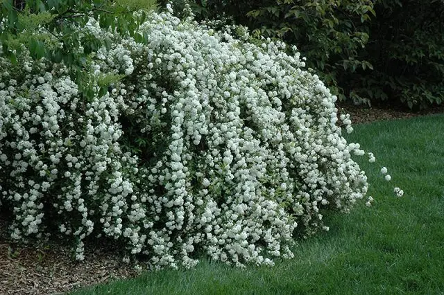 Spirea Cantonese Lanciata: photo and characteristics