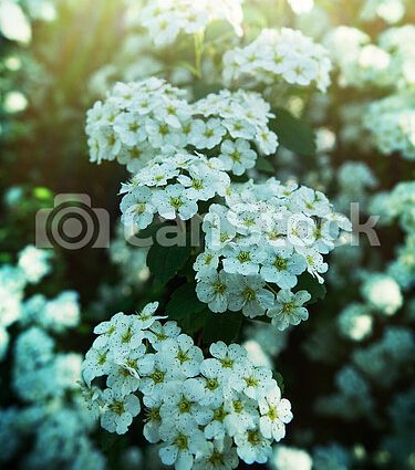 Spirea Cantonese Lanciata: photo and characteristics