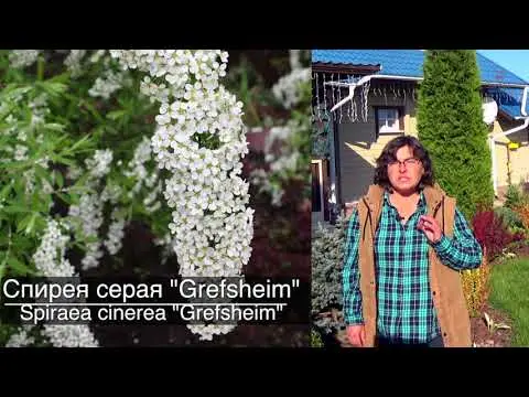 Spirea Cantonese Lanciata: photo and characteristics