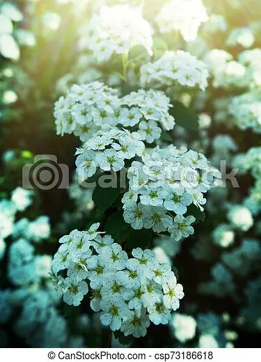 Spirea Cantonese Lanciata: photo and characteristics