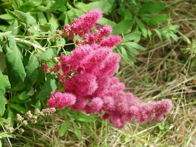 Spirea Douglas: photo and description