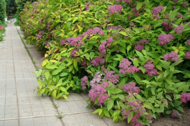 Spirea Douglas: photo and description