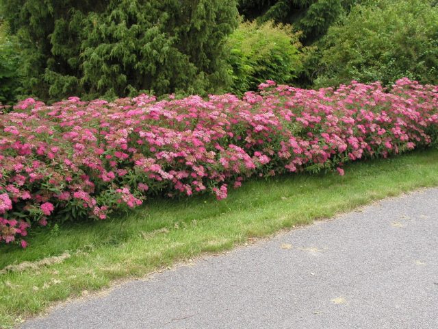 Spirea Douglas: photo and description