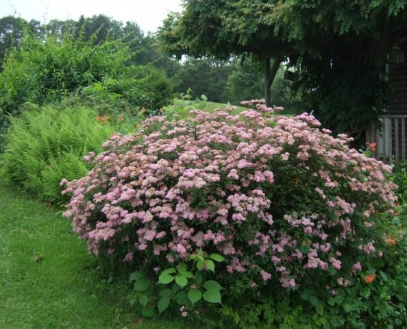 Spirea Douglas: photo and description