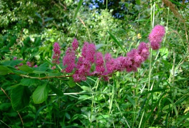 Spirea Douglas: photo and description