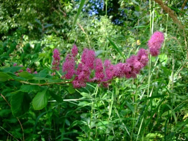 Spirea Douglas: photo and description