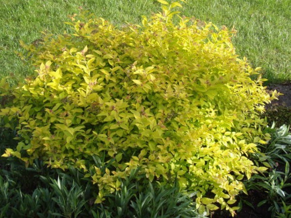 Spirea Firelight