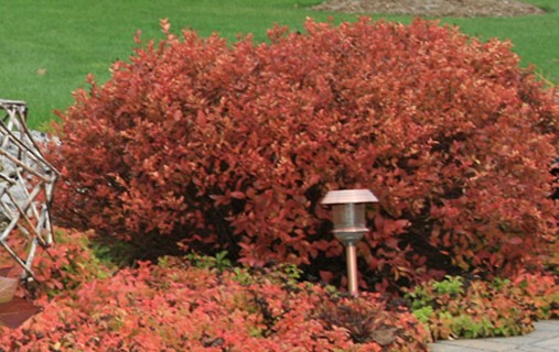 Spirea Firelight