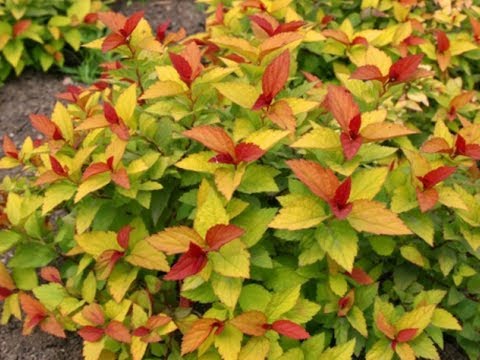 Spirea Firelight