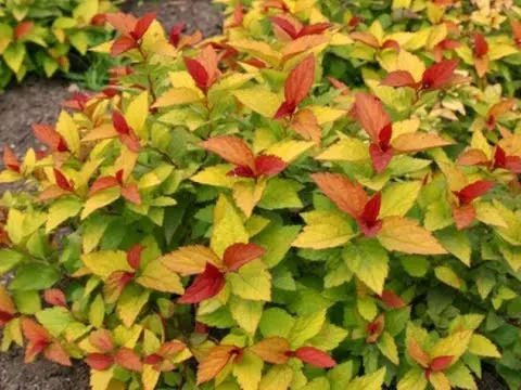 Spirea Firelight