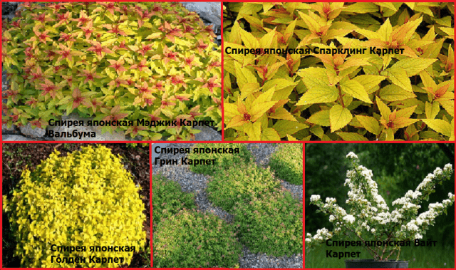 Spirea Golden Carpet, Magic Carpet and Green Carpet