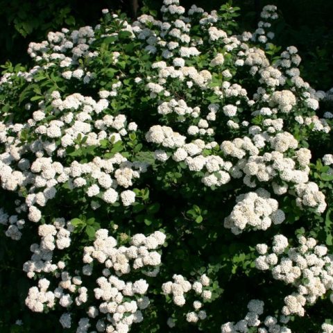 Spirea Golden Carpet, Magic Carpet and Green Carpet