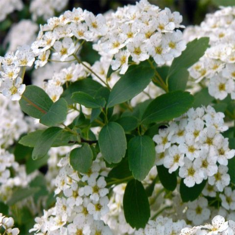 Spirea Golden Carpet, Magic Carpet and Green Carpet