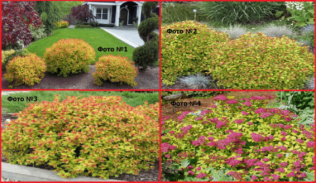 Spirea Golden Carpet, Magic Carpet and Green Carpet