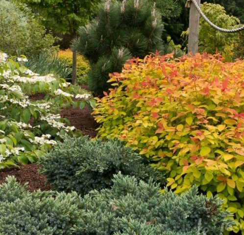 Spirea Golden Carpet, Magic Carpet and Green Carpet