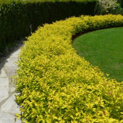 Spirea Golden Carpet, Magic Carpet and Green Carpet