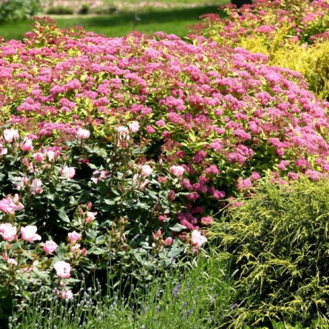 Spirea Golden Carpet, Magic Carpet and Green Carpet