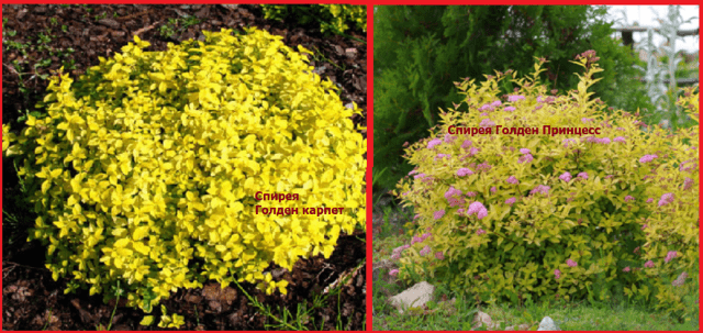 Spirea Golden Carpet, Magic Carpet and Green Carpet