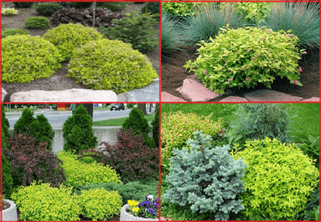 Spirea Golden Carpet, Magic Carpet and Green Carpet