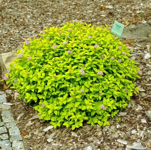 Spirea Golden Carpet, Magic Carpet and Green Carpet