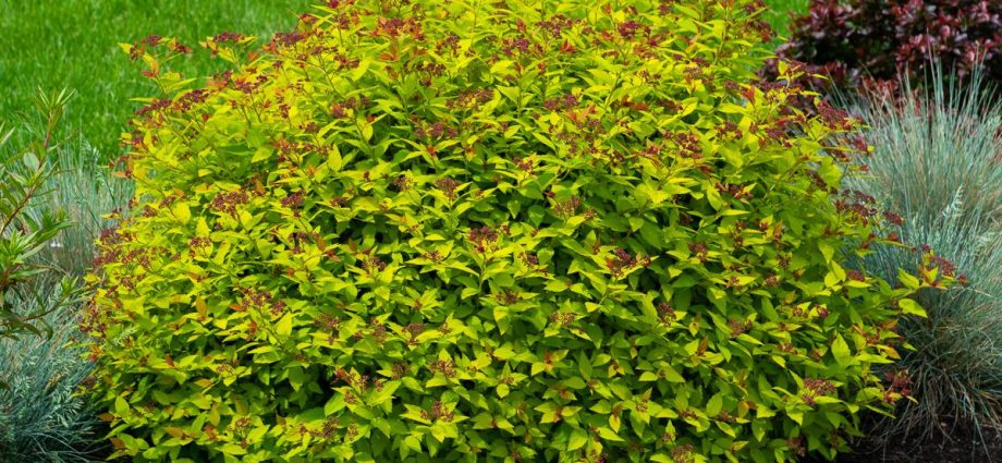 Spirea Golden Carpet, Magic Carpet and Green Carpet