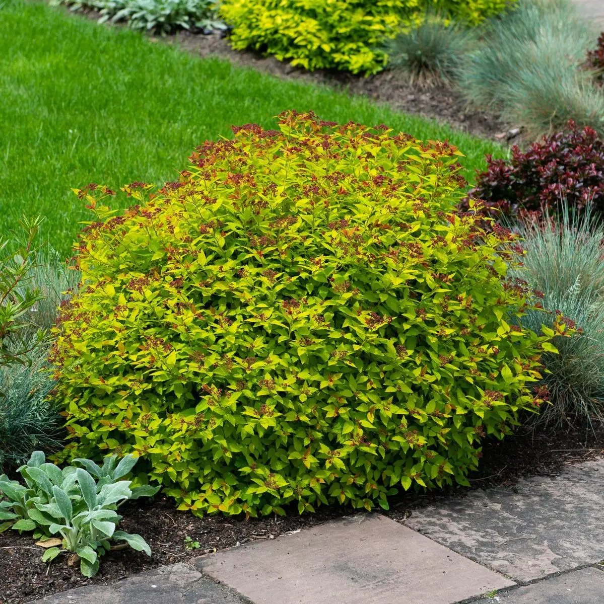 Spirea Golden Carpet, Magic Carpet and Green Carpet