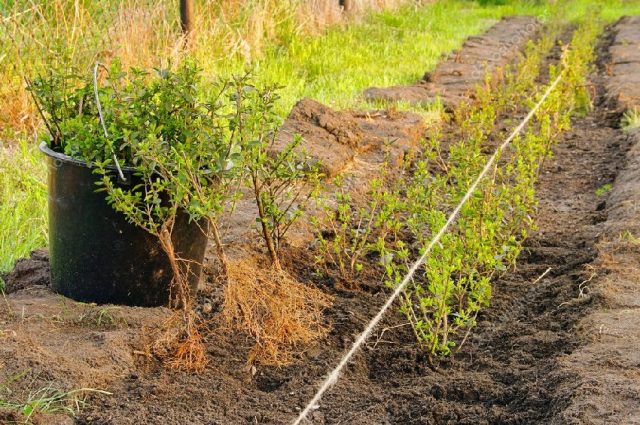 Spirea Golden Princesses: photo and description