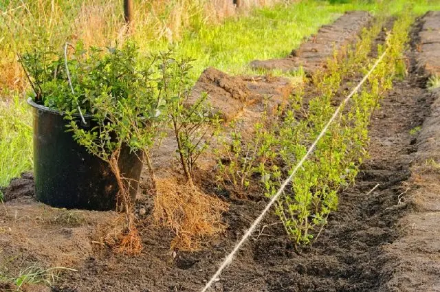 Spirea Golden Princesses: photo and description