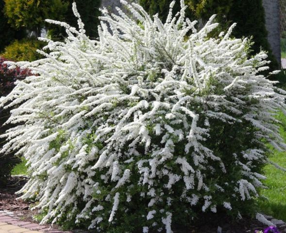 Spirea gray Grefsheim: planting and care, photo