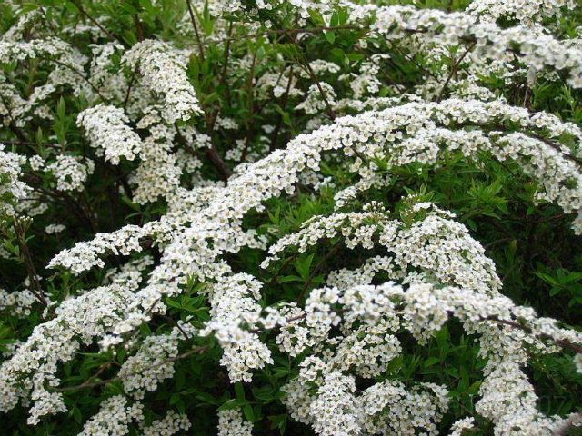 Spirea gray Grefsheim: planting and care, photo