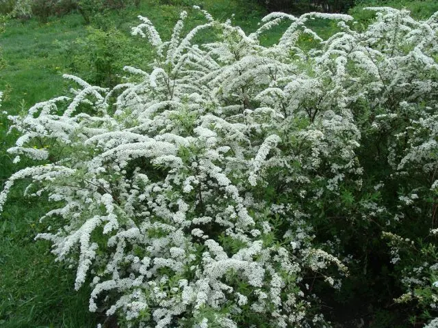 Spirea gray Grefsheim: planting and care, photo