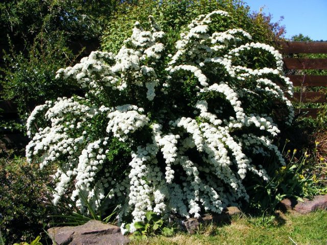 Spirea gray Grefsheim: planting and care, photo