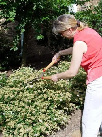 Spirea gray Grefsheim: planting and care, photo