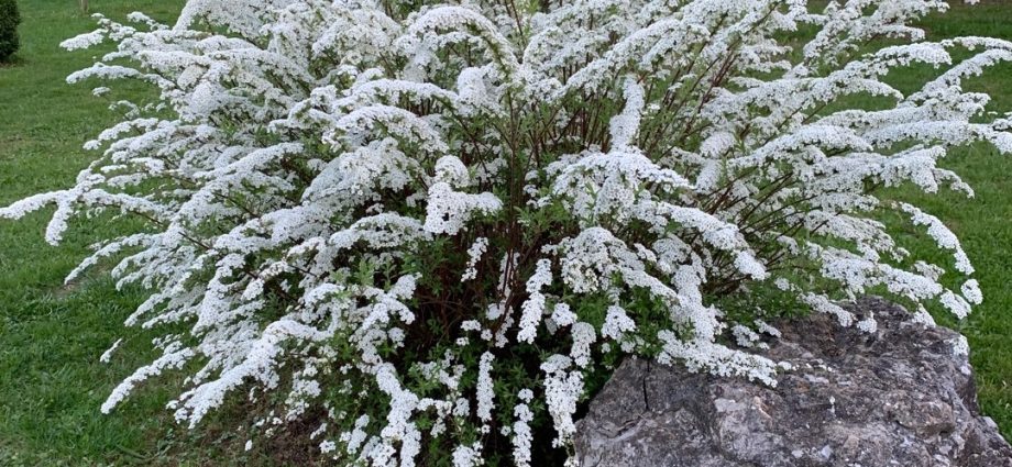 Spirea gray Grefsheim: planting and care, photo