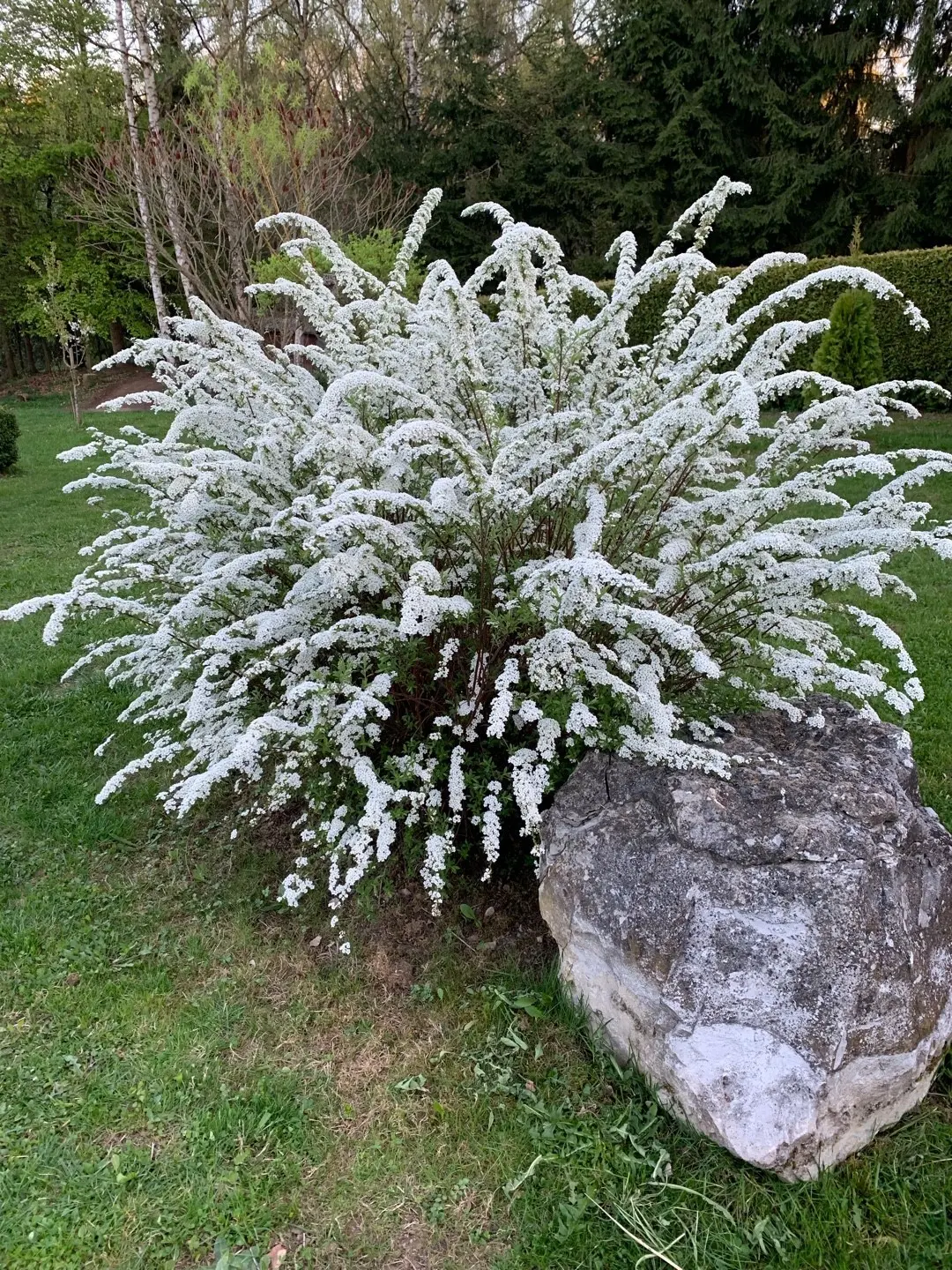 Spirea gray Grefsheim: planting and care, photo