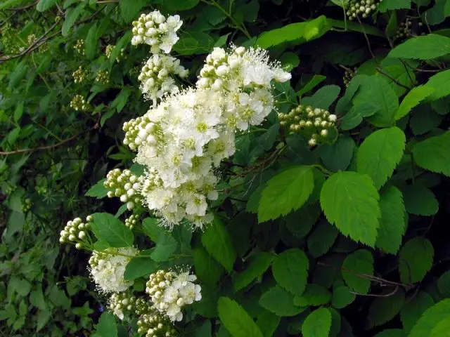 Spirea hedge