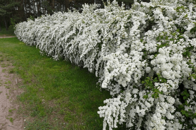 Spirea hedge