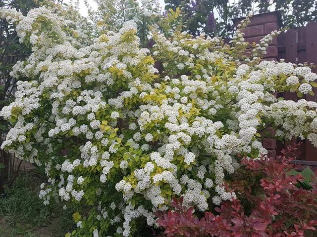 Spirea hedge