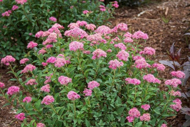 Spirea hedge