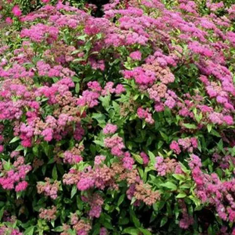 Spirea hedge