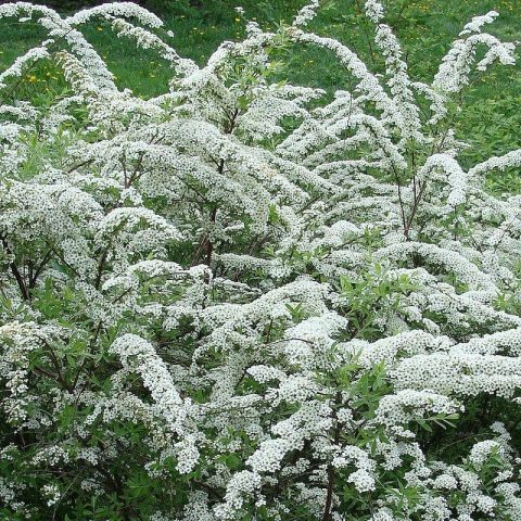 Spirea hedge