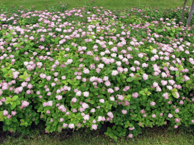 Spirea hedge