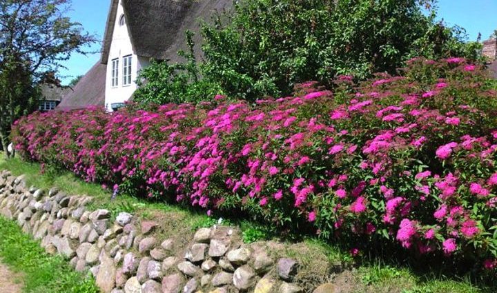 Spirea hedge