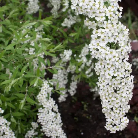 Spirea hedge