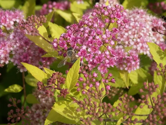 Spirea hedge