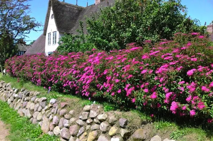 Spirea hedge